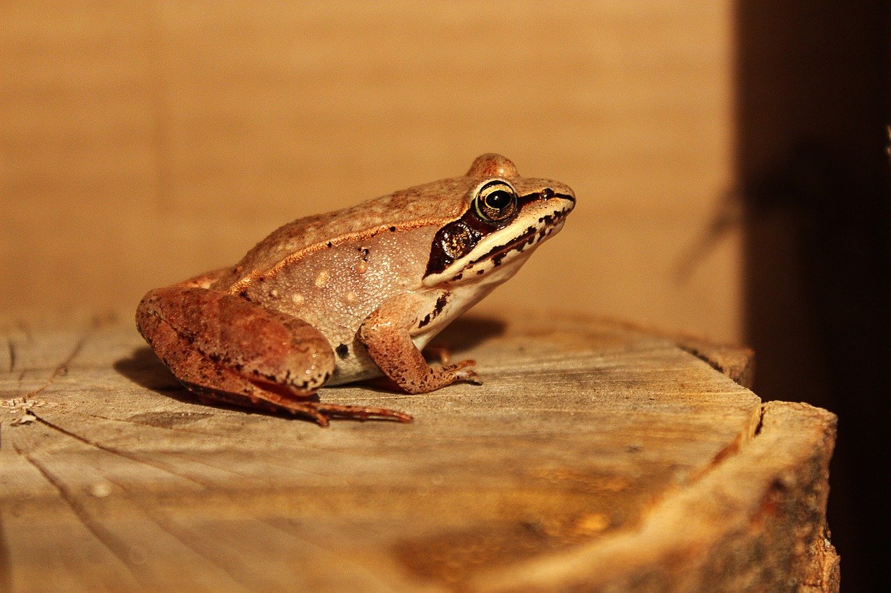 How Invasive Species Benefit from Climate Change